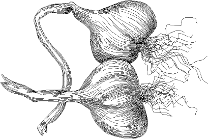 a freeform sample--two garlic cloves